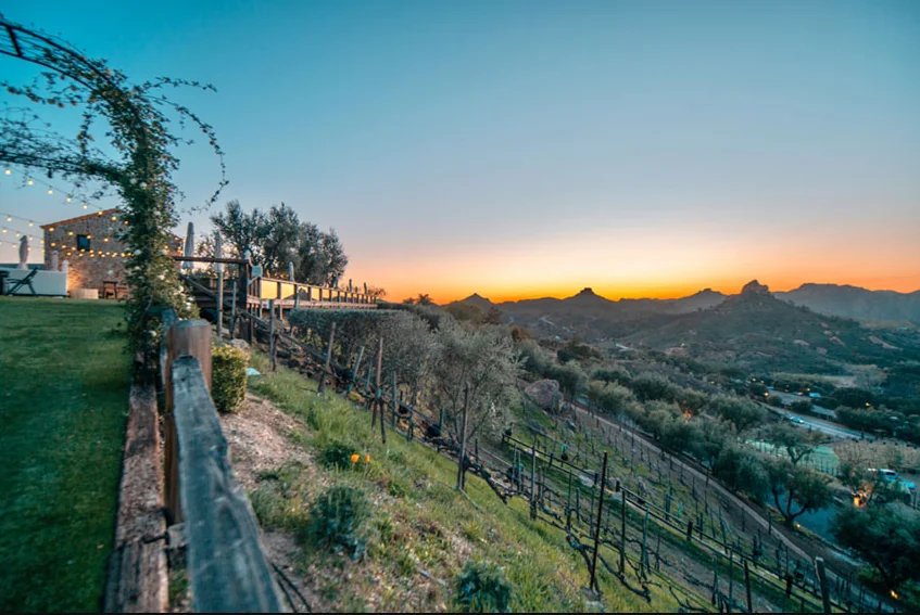 Hillside vineyards above the valley at sunset